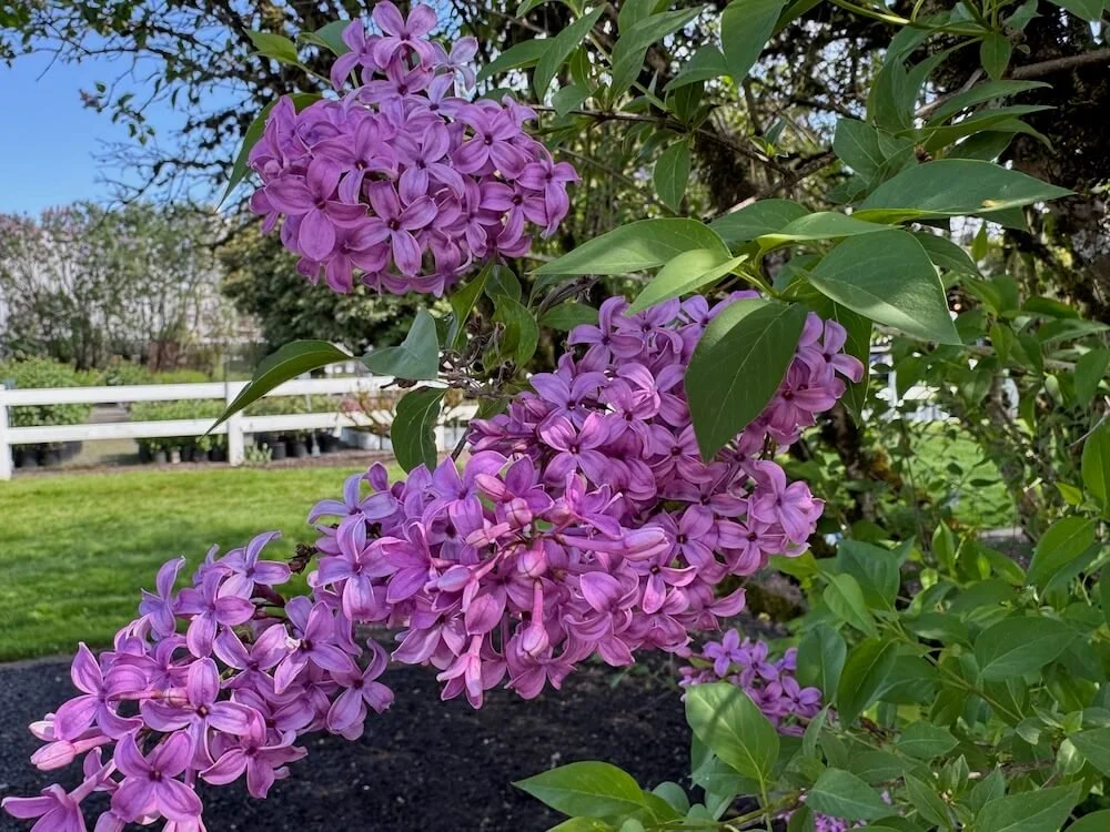 Syringa x chinensis 'Saugeana' | Saugeana Lilac