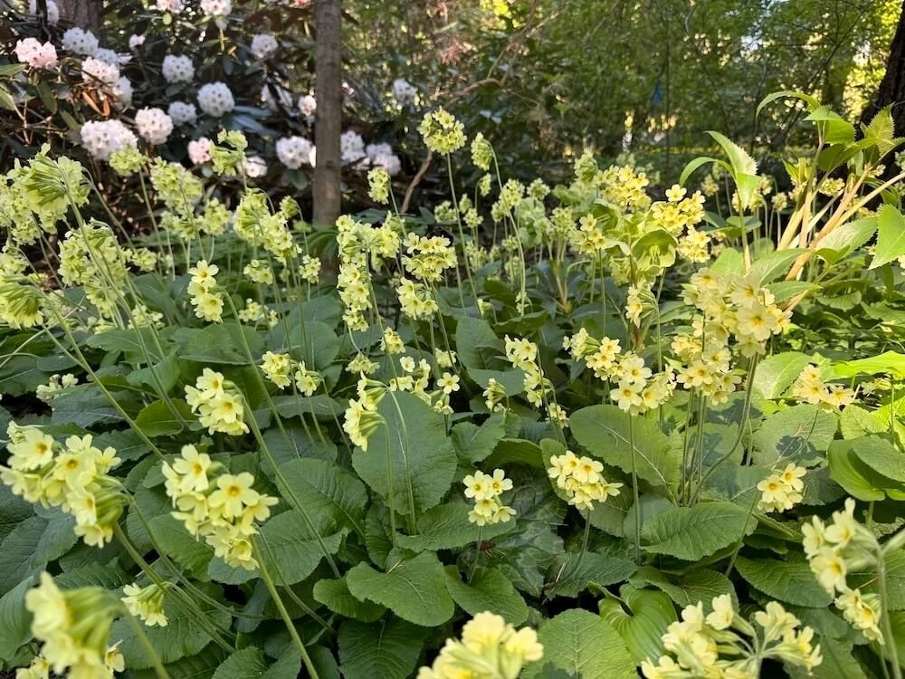 Primula elatior 03.jpeg