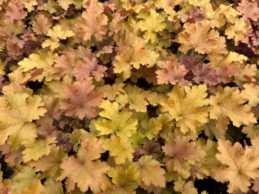 Heuchera 'Marmalade' 02.jpeg