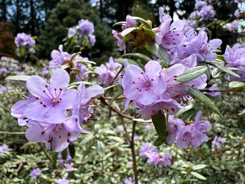 Rhododendron camtschaticum 04.jpeg