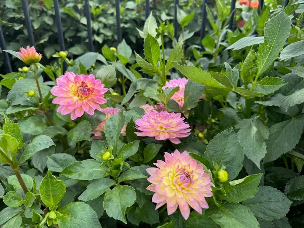 Dahlia 'China Doll' 03.jpeg