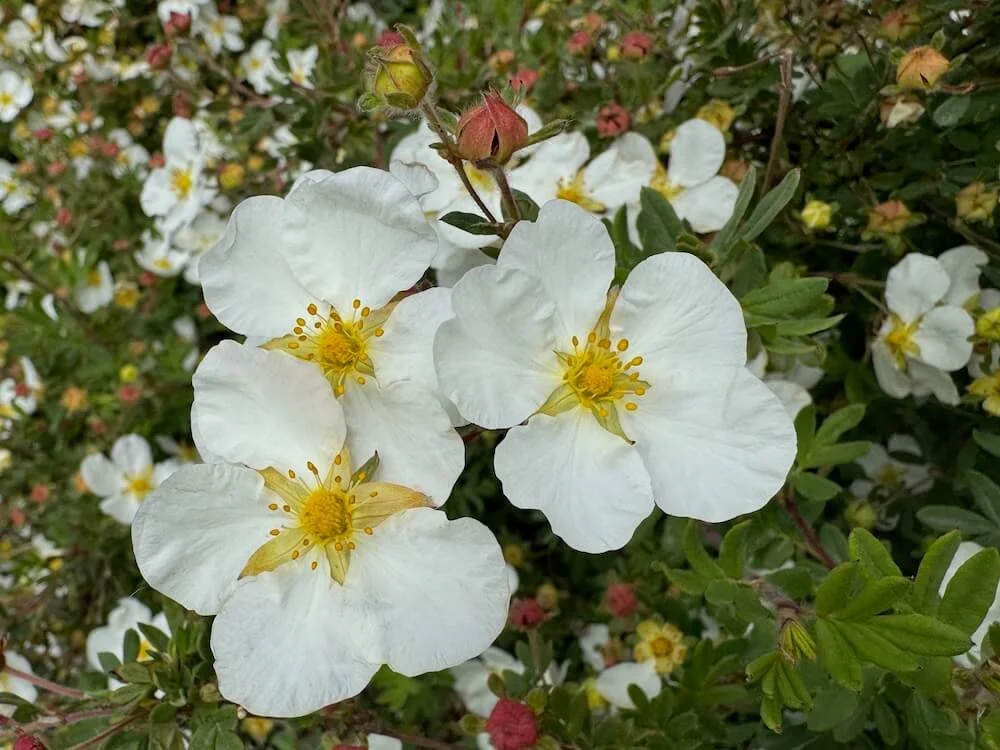 Potentilla fruticosa 'Abbotswood' 01.jpeg