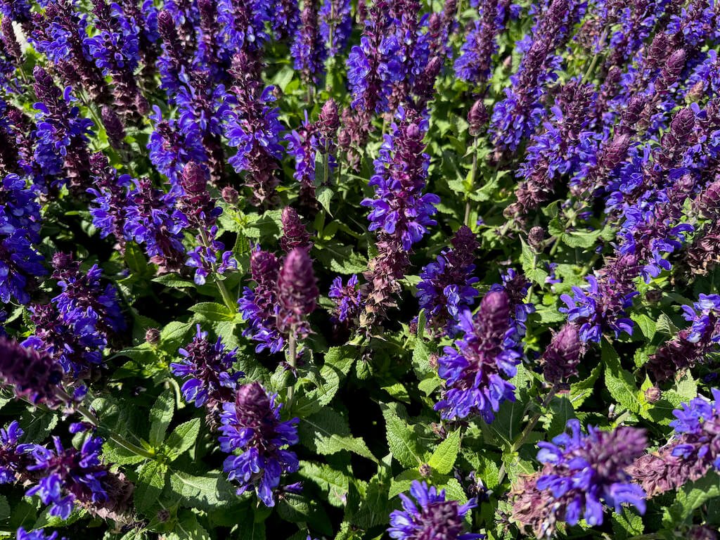 Salvia nemorosa 'Blue Marvel' 02.jpeg