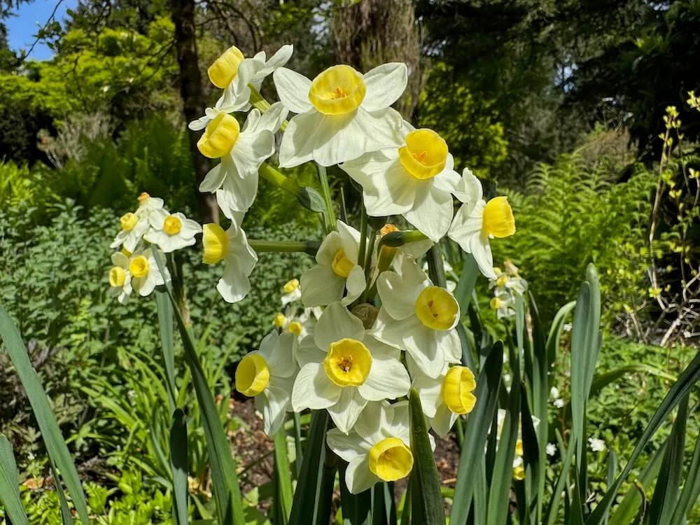 Narcissus 'Avalanche' 02.jpeg