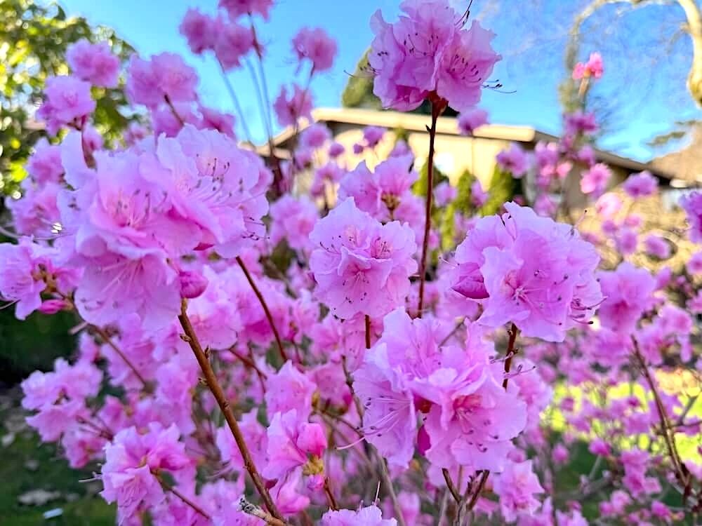 Rhododendron mucronulatum 'Cornell Pink' 03.jpeg
