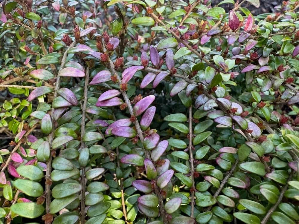 Lonicera nitida 'Twiggy' 01.jpeg