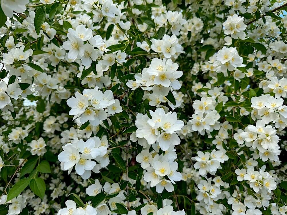 Philadelphus coronarius 04.jpeg