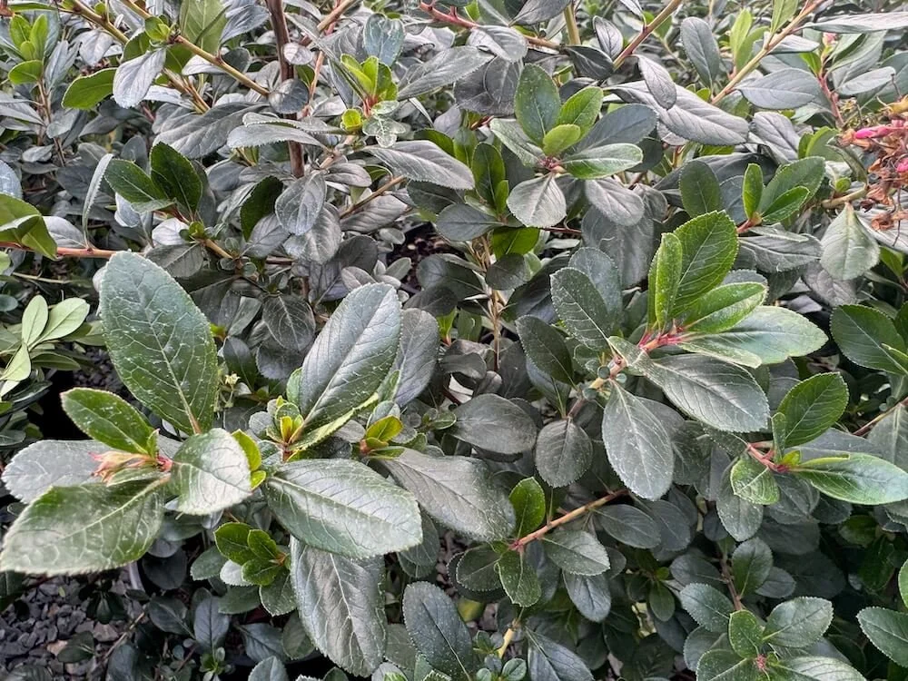 Escallonia x exoniensis 'Fradesii' 03.jpeg