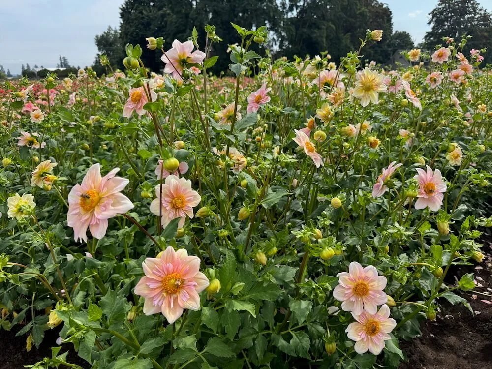 Dahlia 'Appleblossom' 06.jpeg