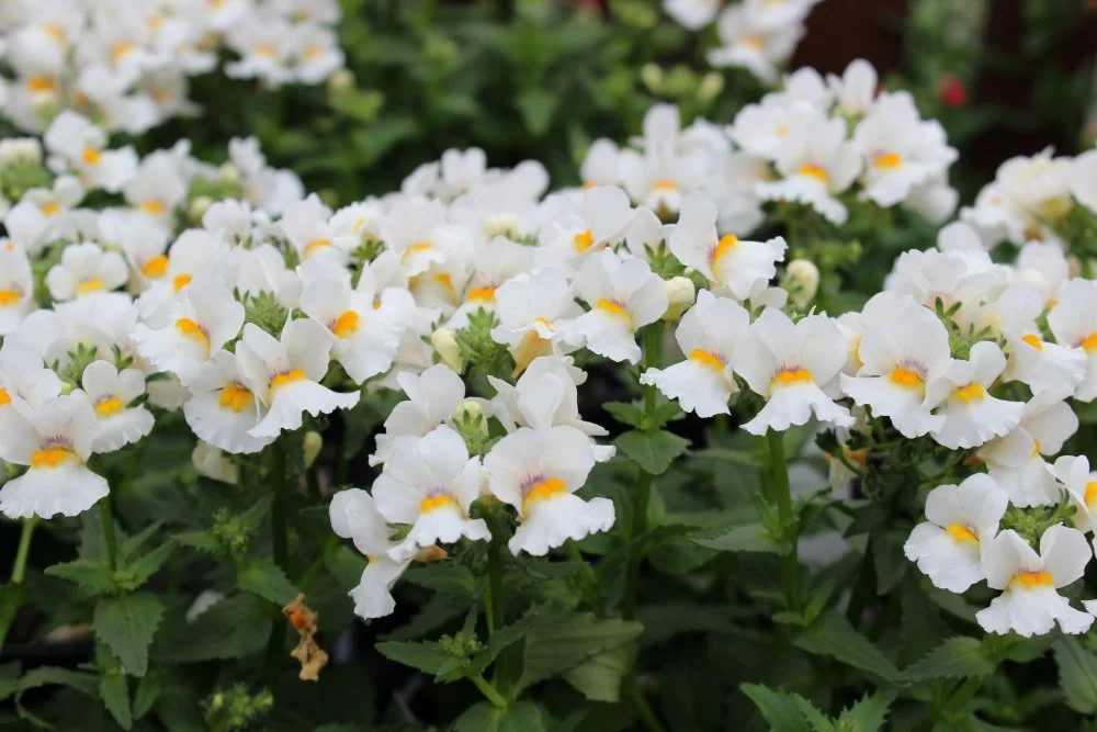 Nemesia 'Snow Angel' 01.jpg
