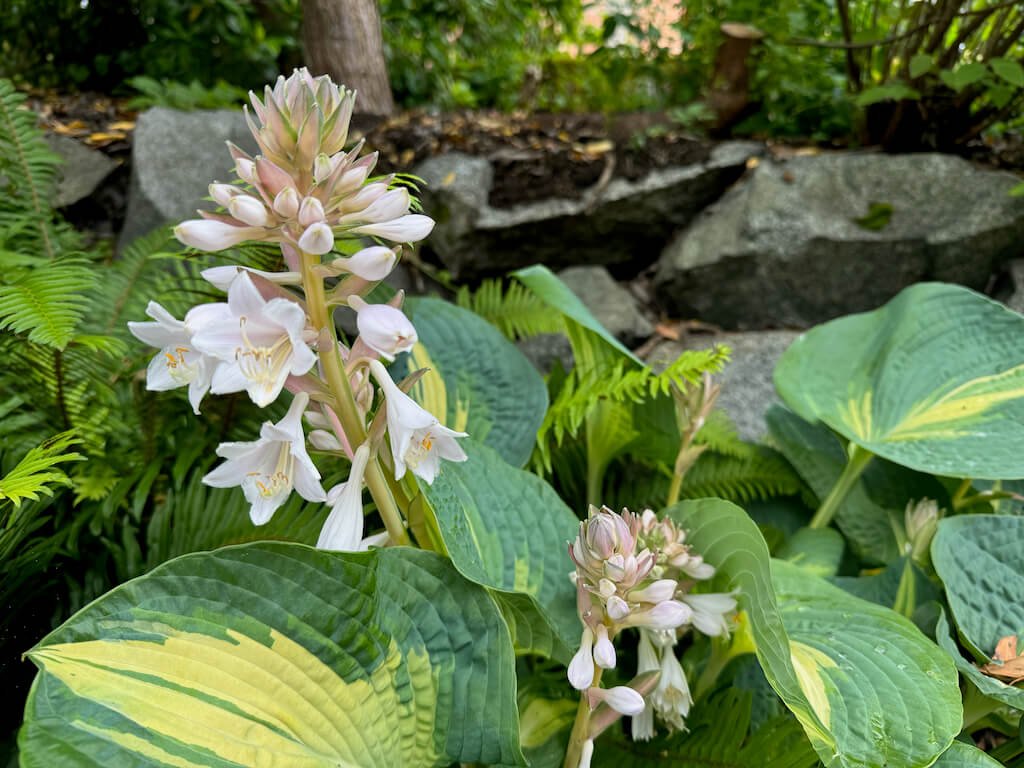 Hosta sieboldiana 'Dream Weaver' 02.jpeg
