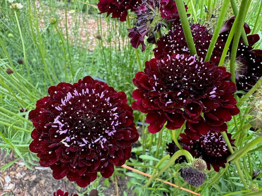 Scabiosa atropurpurea 'Black Cat' | Black Cat Pincushion Flower