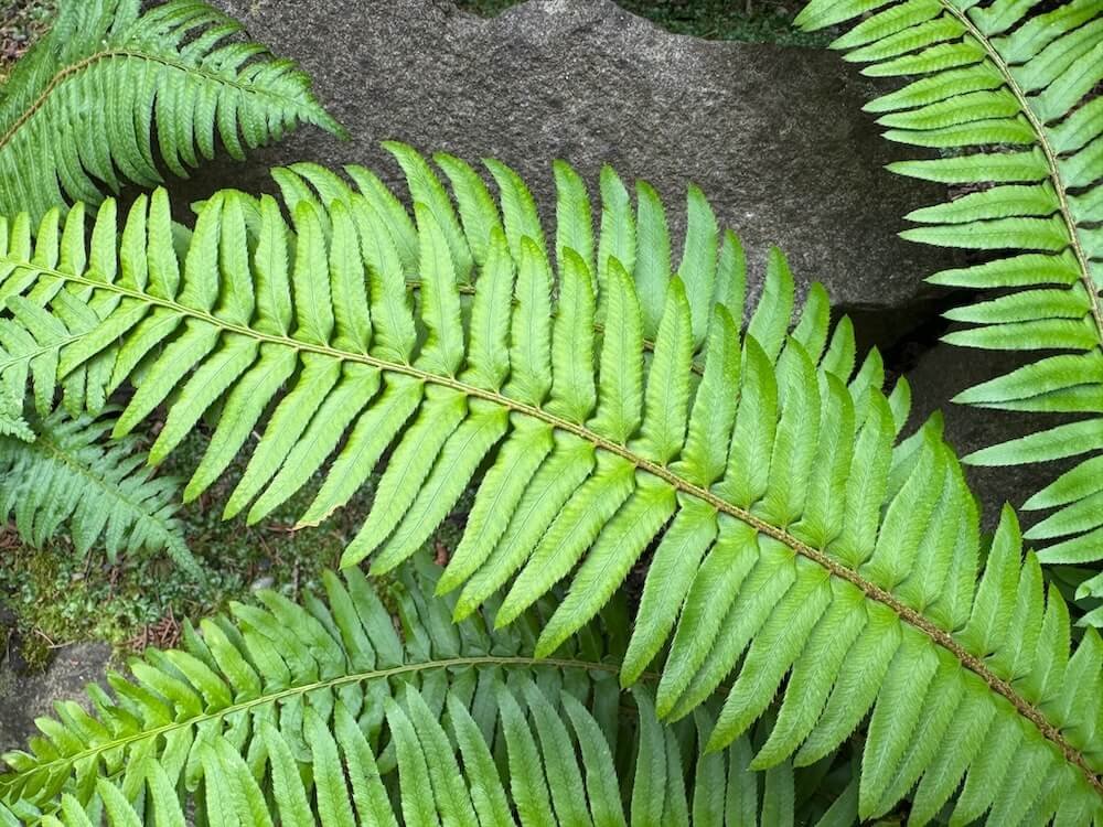 Polystichum munitum 03.jpeg