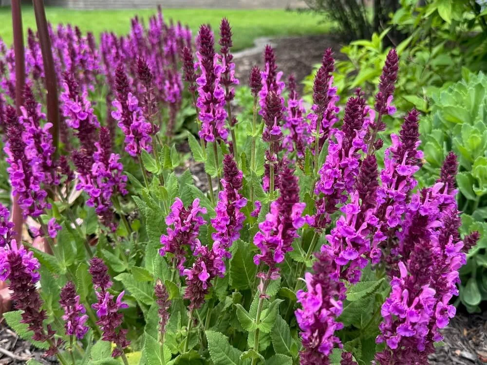 Salvia nemorosa 'Rose Marvel' | Rose Marvel Meadow Sage