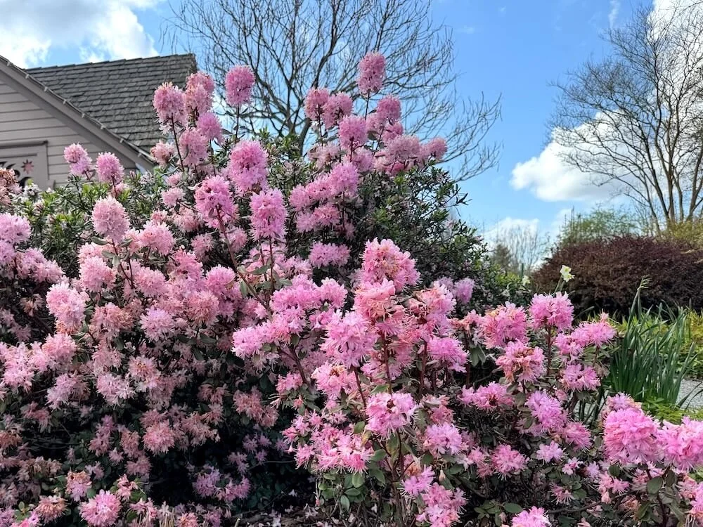 Rhododendron racemosum 'Rock Rose' 02.jpeg