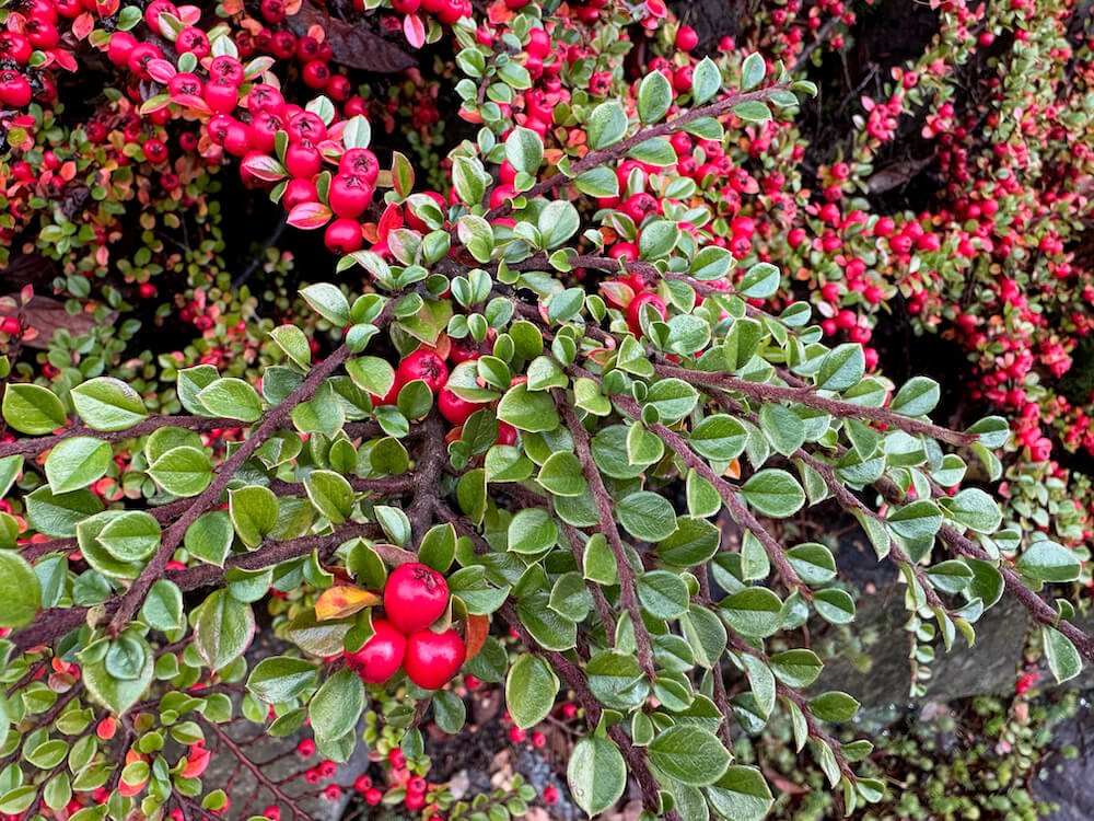 Cotoneaster horizontalis 04.jpeg