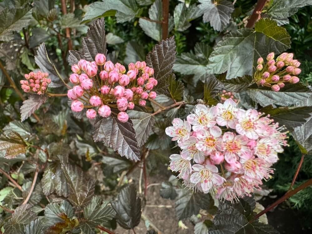 Physocarpus opulifolius 'Petite Plum' 04.jpeg