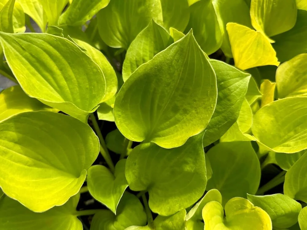 Hosta 'Amber Tiara' 01.jpeg