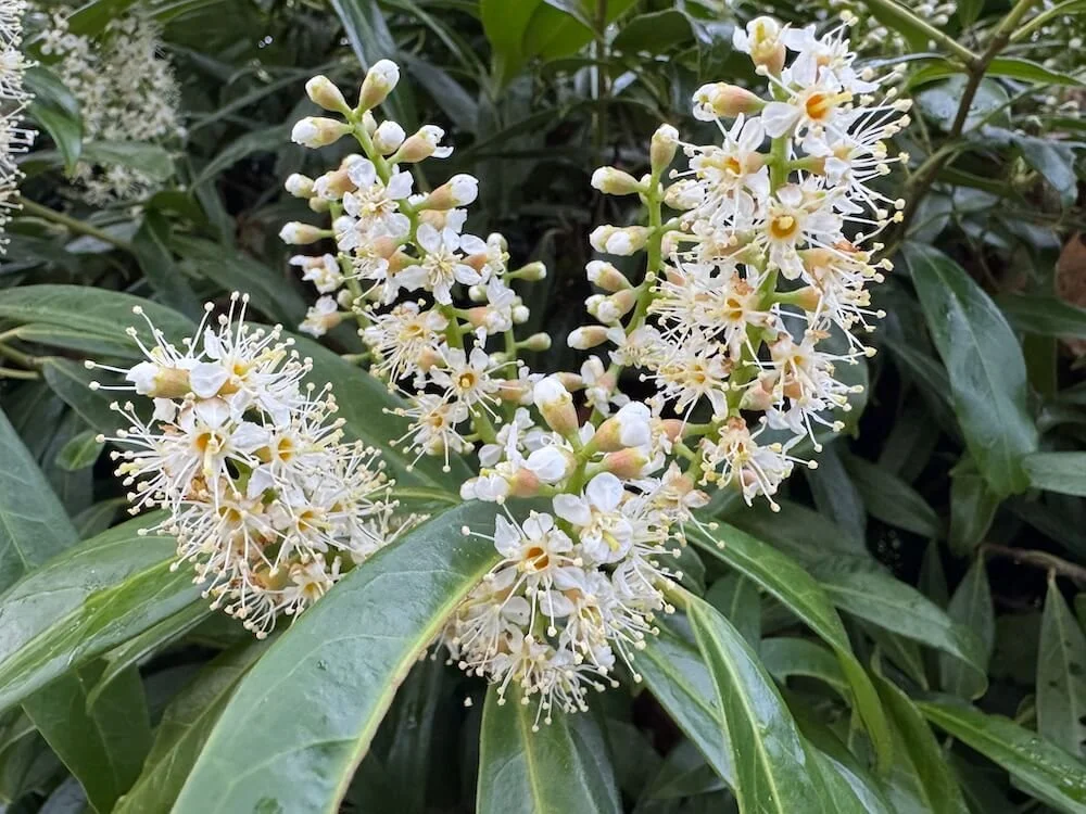 Prunus laurocerasus 'Zabeliana' 06.jpeg