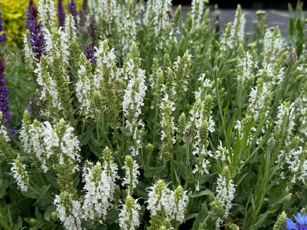Salvia nemorosa 'White Profusion' 02.jpeg