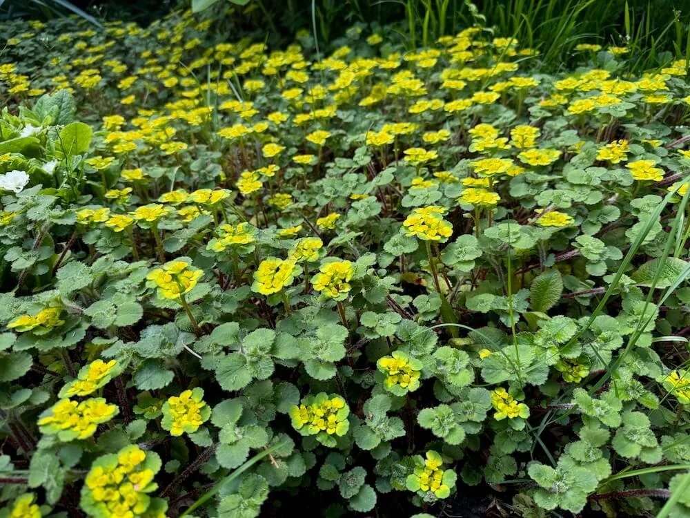 Chrysosplenium alternifolium 03.jpeg