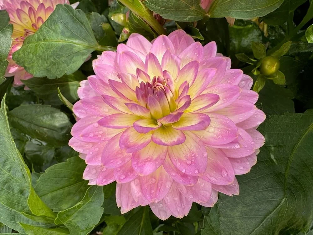 Dahlia 'China Doll' 01.jpeg