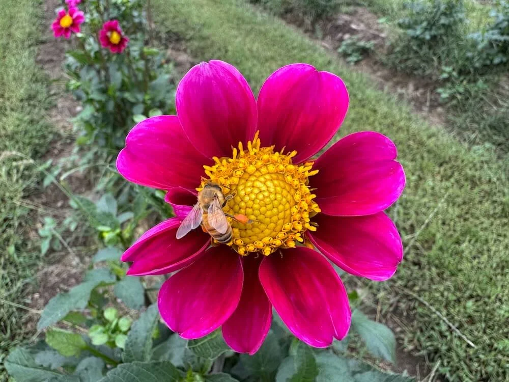 Dahlia 'Twyning's Smartie' | Twyning's Smartie Dahlia