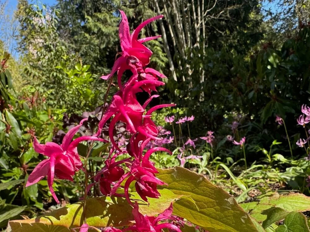 Epimedium 'Royal Purple' 01.jpeg