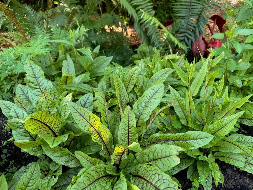 Rumex sanguineus 02.jpeg