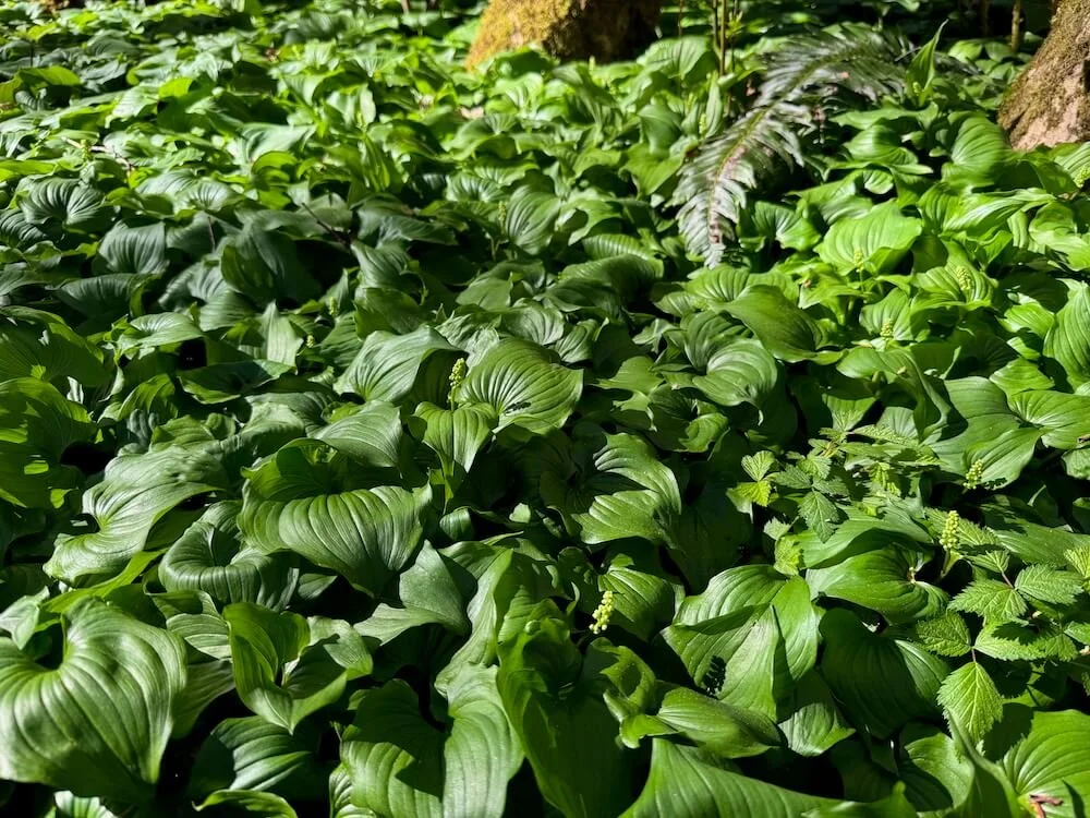 Maianthemum dilatatum 03.jpeg