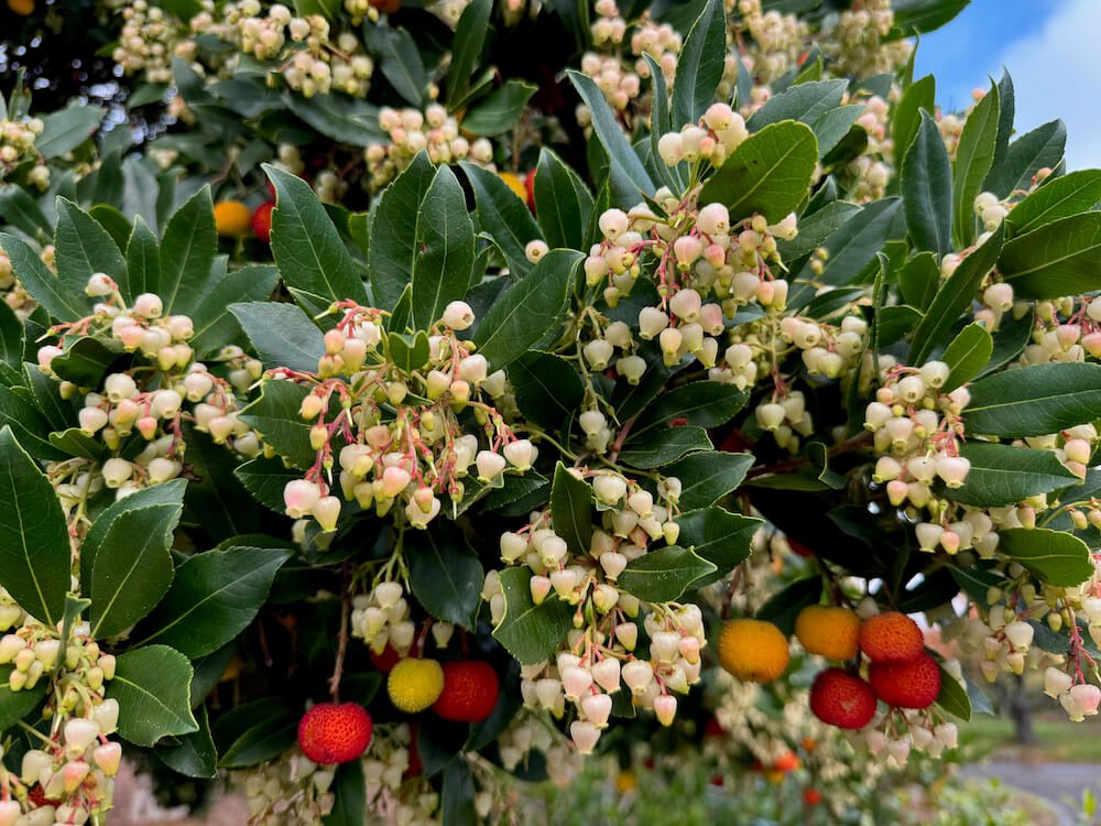 Arbutus unedo 'Compacta' 08.jpeg