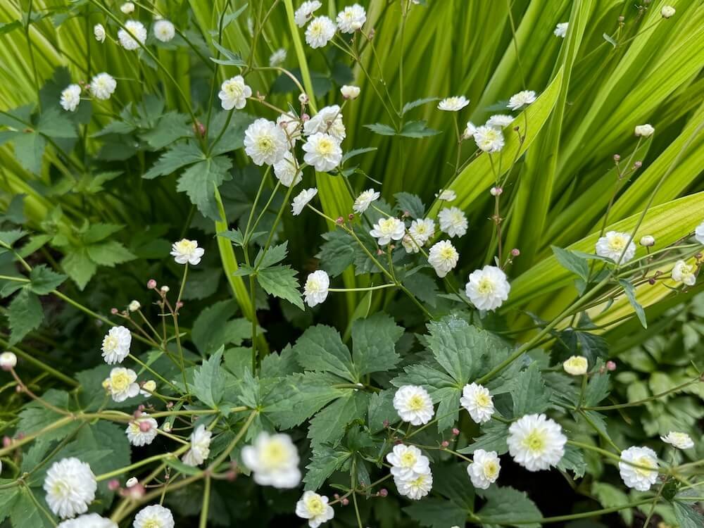 Ranunculus aconitifolius 'Flore Pleno' 02.jpg