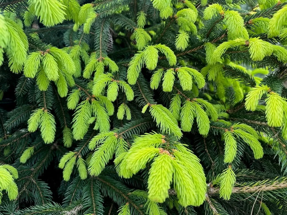 Picea abies 'Acro-Yellow' 01.jpeg