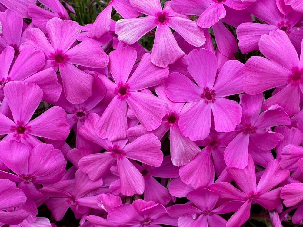 Phlox subulata 'Ruby Riot' | Ruby Riot Creeping Phlox