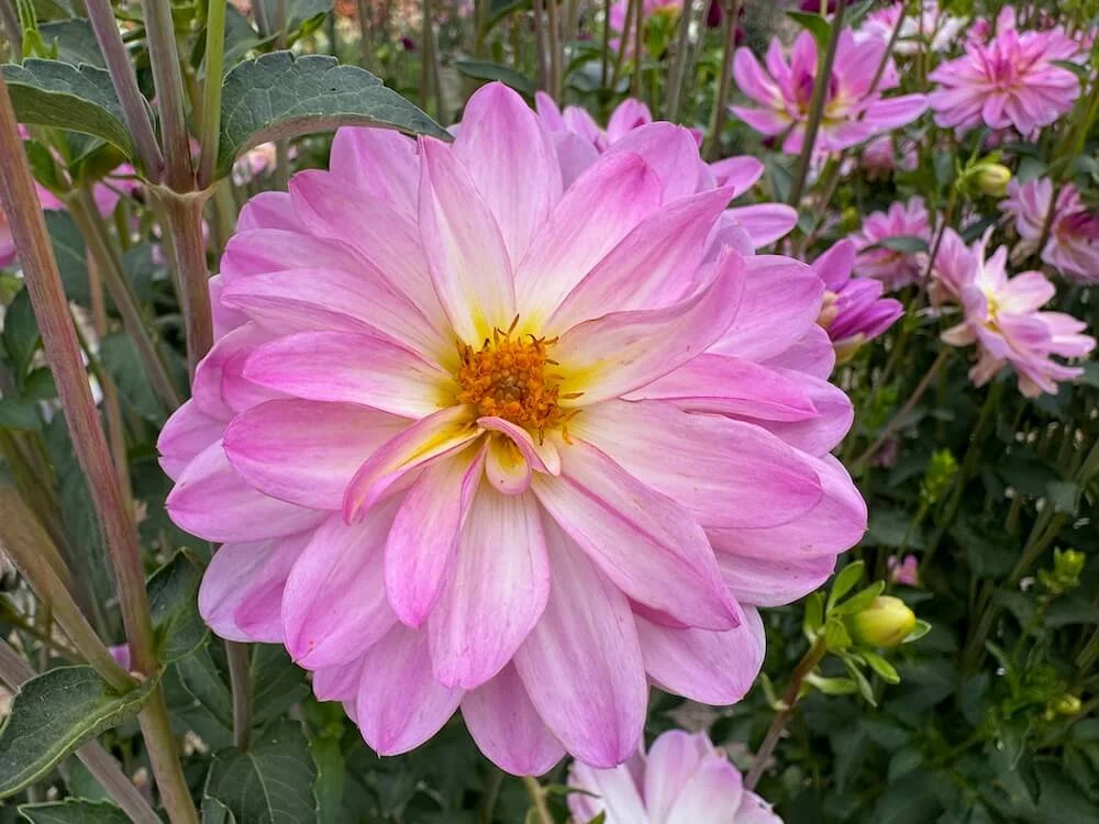 Dahlia 'Missy Sue' 02.jpeg