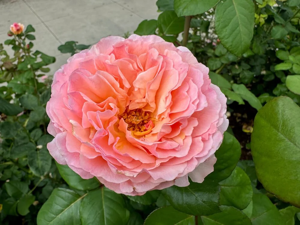 Rosa 'Princesse Charlene de Monaco' 01.jpeg