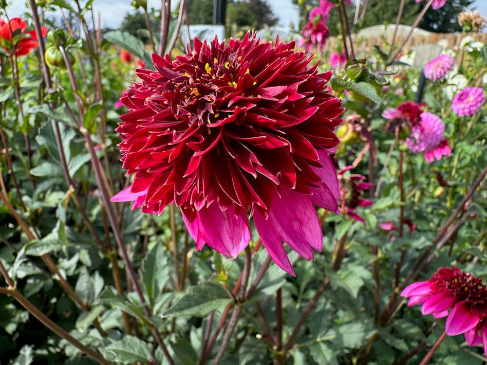 Dahlia 'Poodle Skirt' 02.jpeg