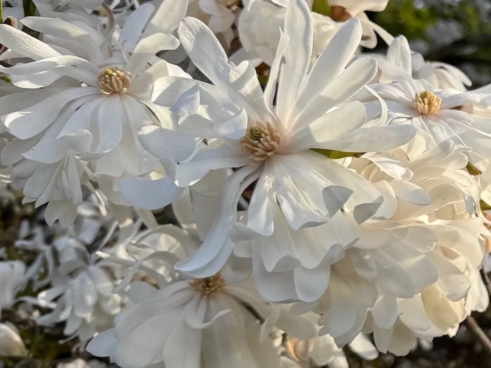 Magnolia stellata 'Royal Star' 02.jpeg