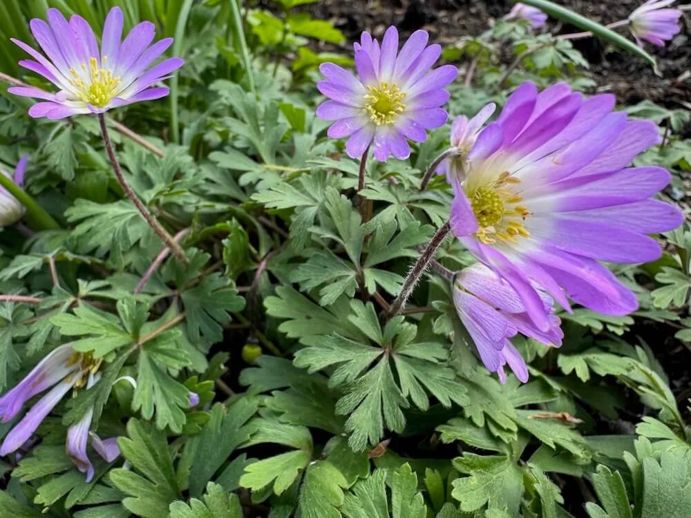 Anemone blanda 'Violet Star' 02.jpeg