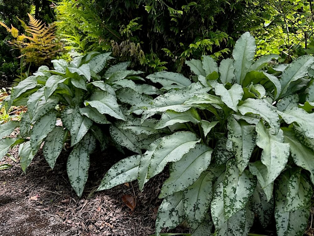 Pulmonaria saccharata 'Excalibur' 03.jpeg