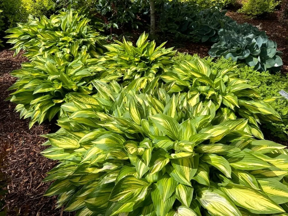 Hosta 'Whirlwind' 03.jpeg