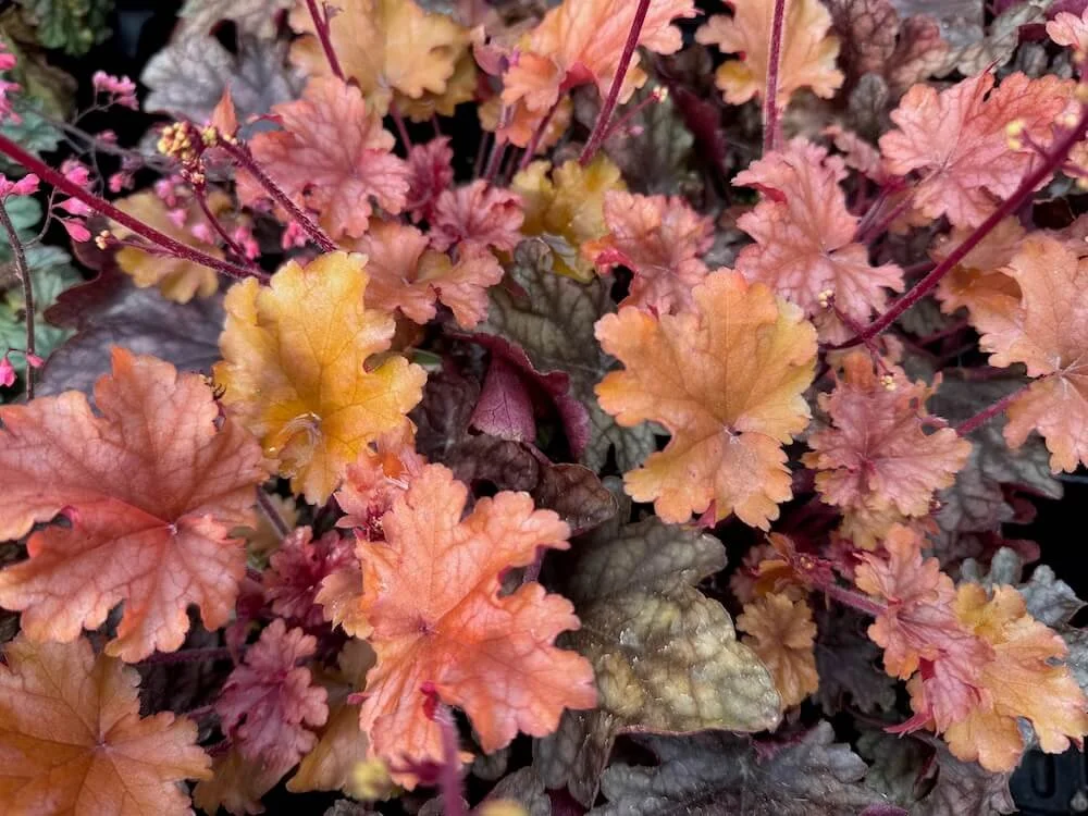 Heuchera 'Peach Flambe' 03.jpeg