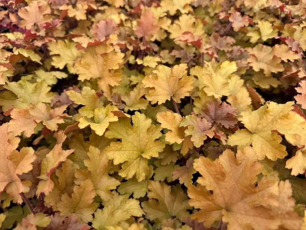 Heuchera 'Marmalade' 03.jpeg