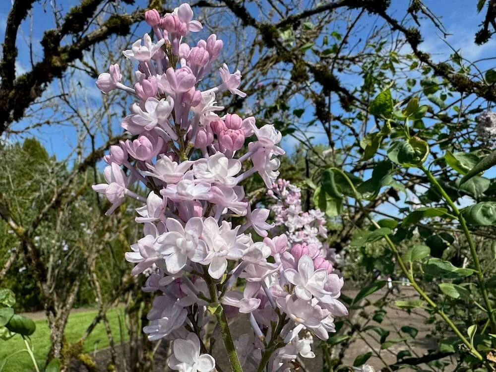 Syringa vulgaris 'Belle de Nancy' 02.jpeg