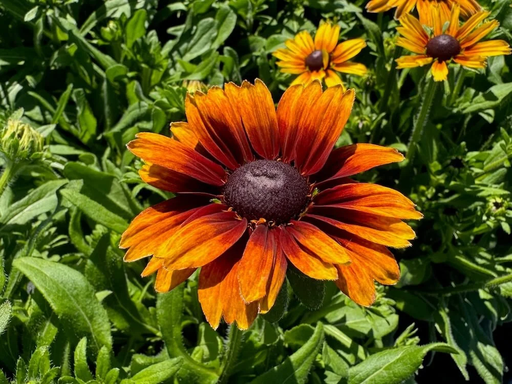 Rudbeckia 'Summerina Orange' | Summerina Orange Black-Eyed Susan
