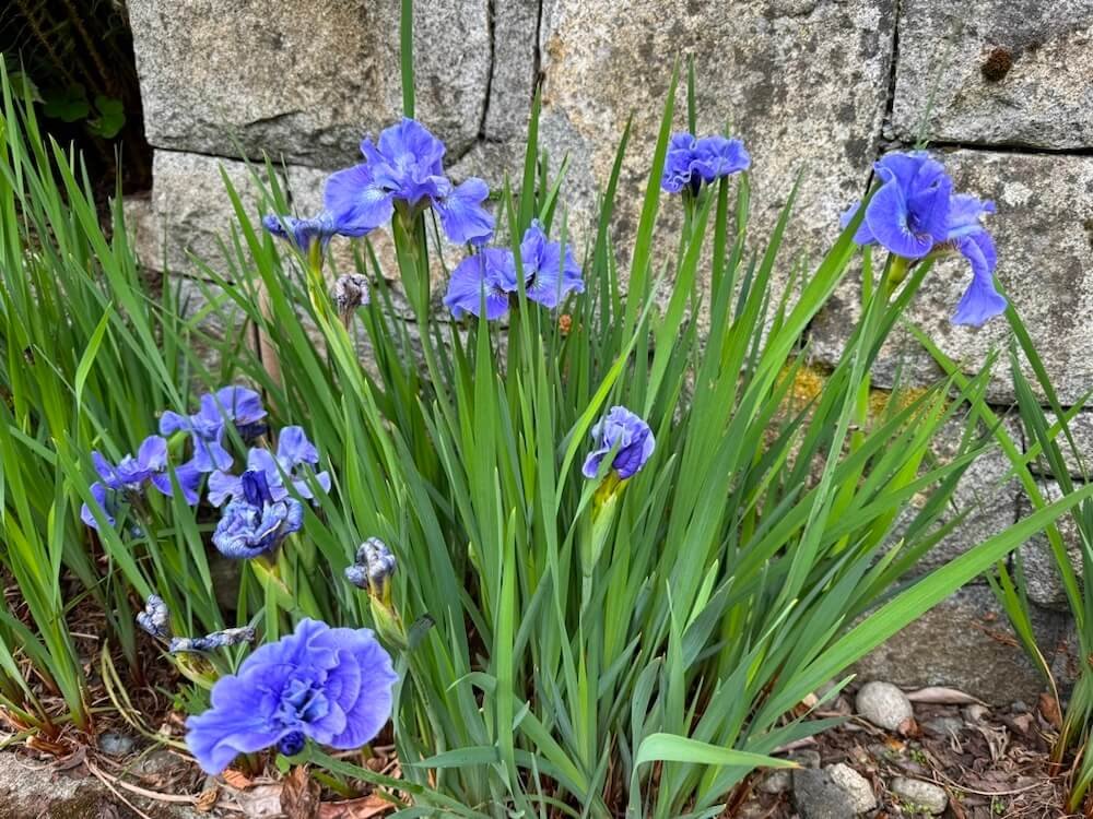Iris sibirica 'Bennerup Blue' 04.jpeg