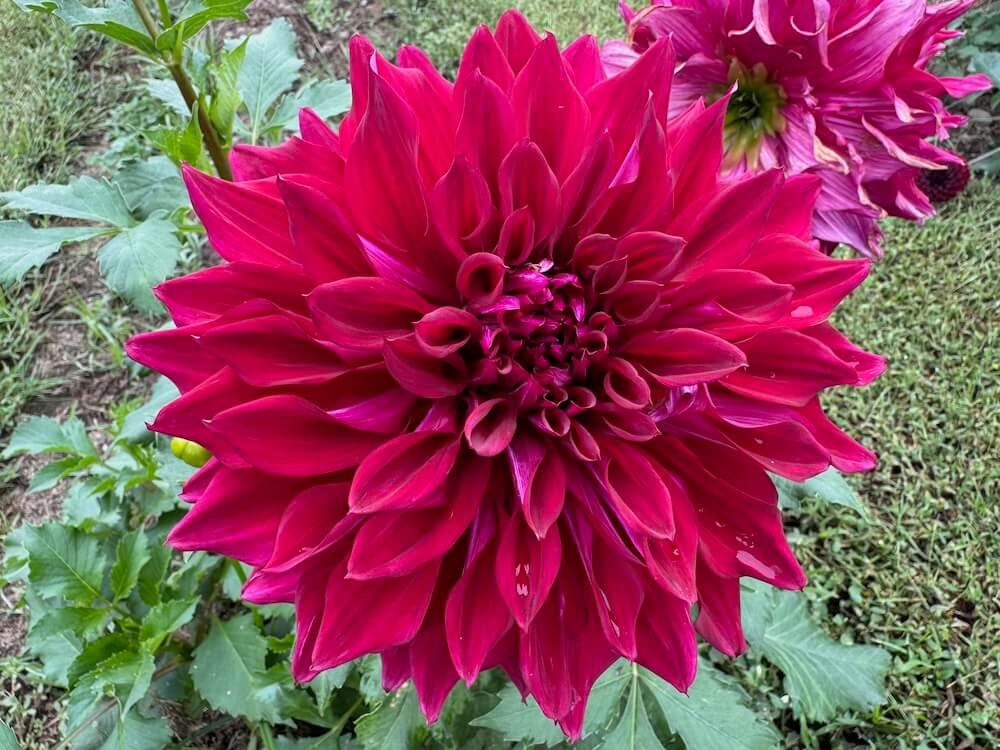 Dahlia 'Zorro' 01.jpeg