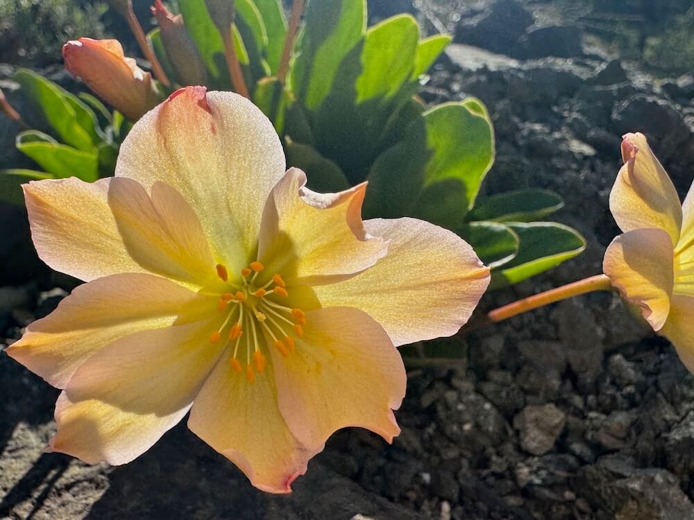 Lewisiopsis tweedyi 03.jpeg