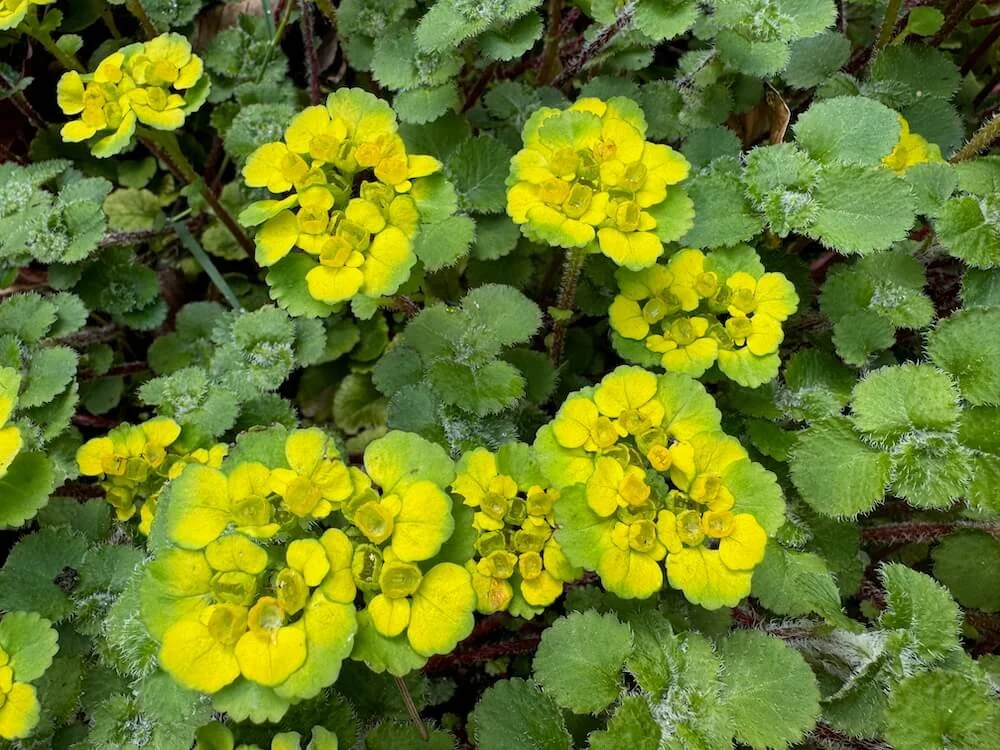 Chrysosplenium alternifolium 01.jpeg