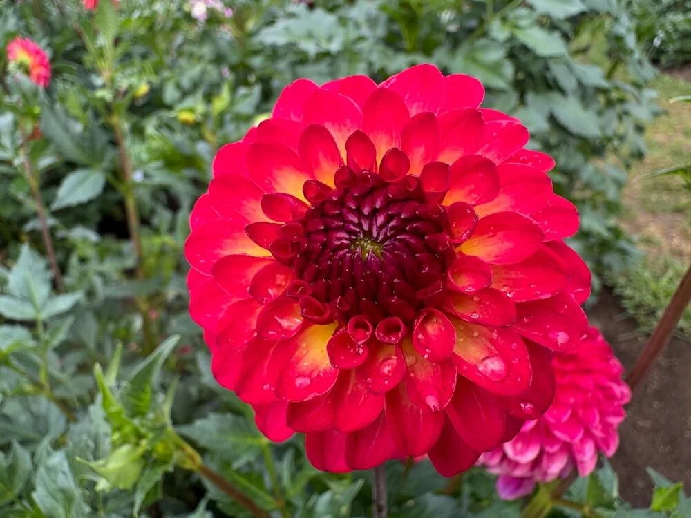 Dahlia 'Raz-Ma-Taz' 05.jpeg